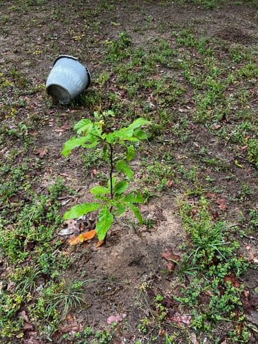 Customer photo review of Hybrid Chestnut