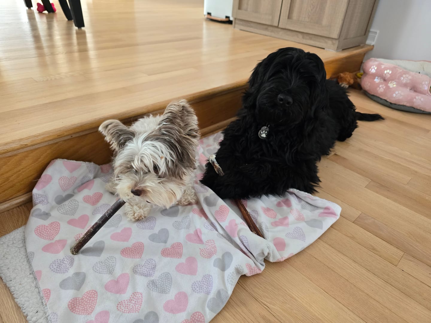 Customer photo review of Vrac Nature's Own - Bully Sticks de boeuf mastication pour chien