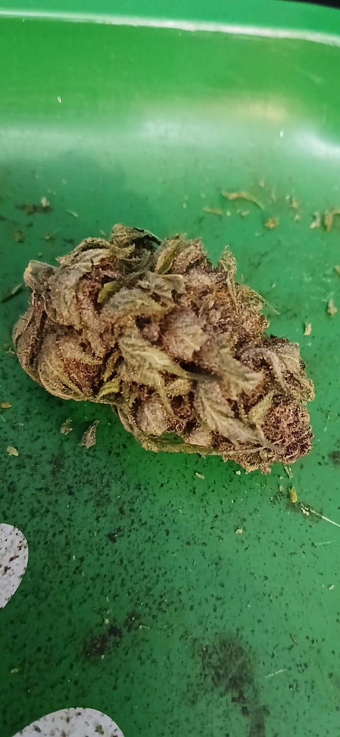 Customer photo review of Bubba Kush - 28 Grams - Indica