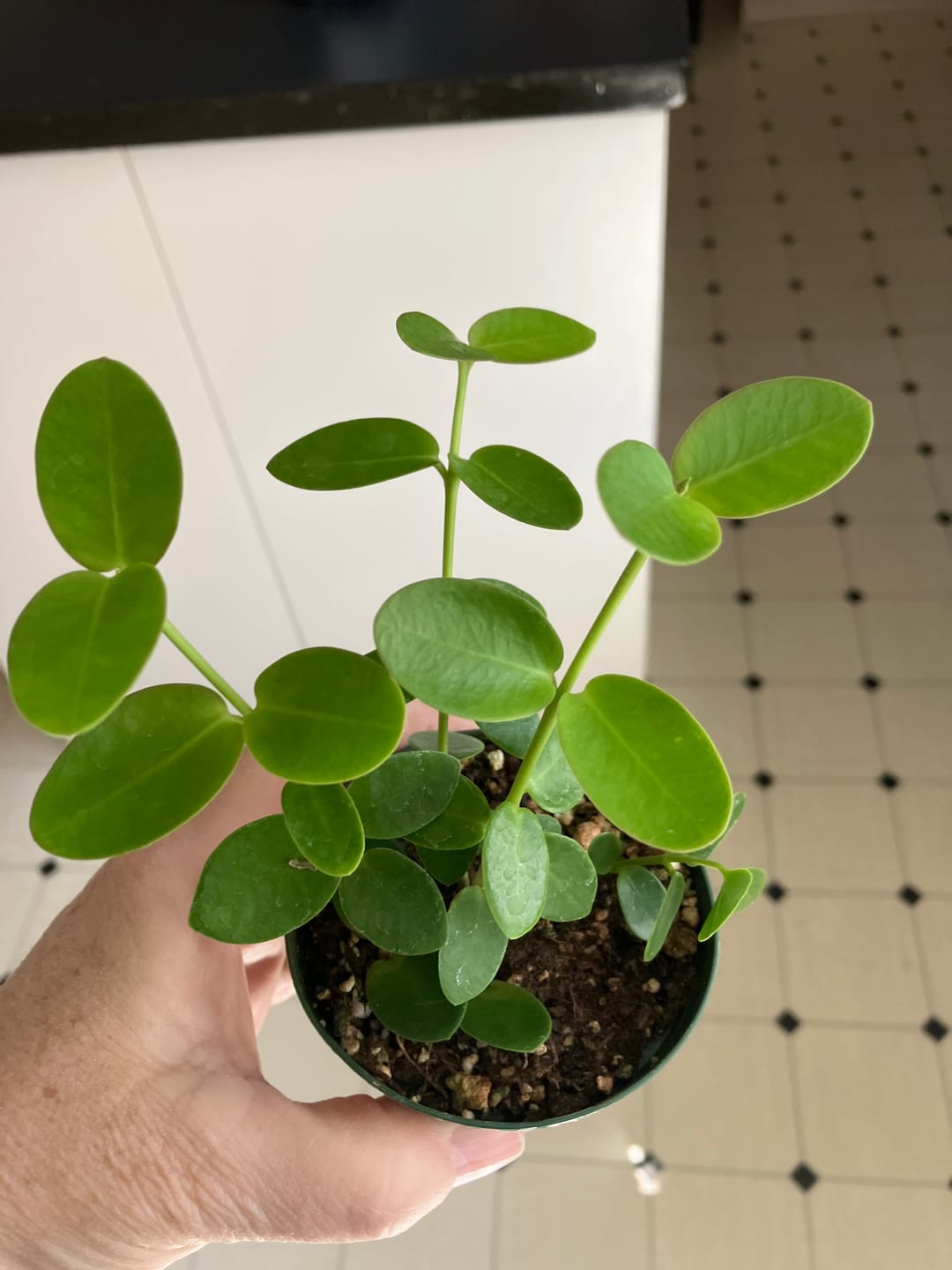 Customer photo review of Hoya cumingiana