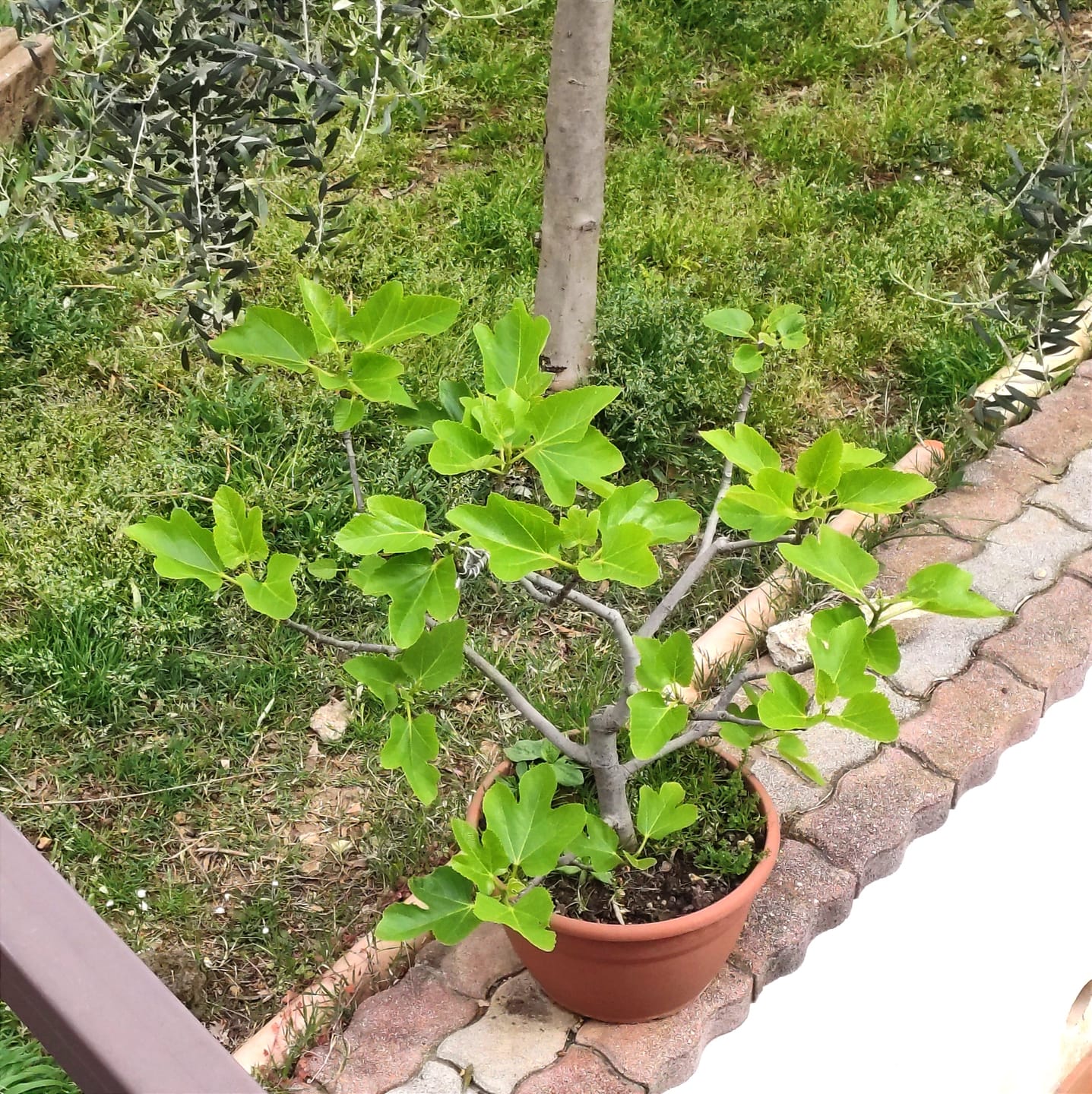Customer photo review of TNT STARTER TURBO CONCIME PRIMAVERILE BONSAI PREMIUM CB®