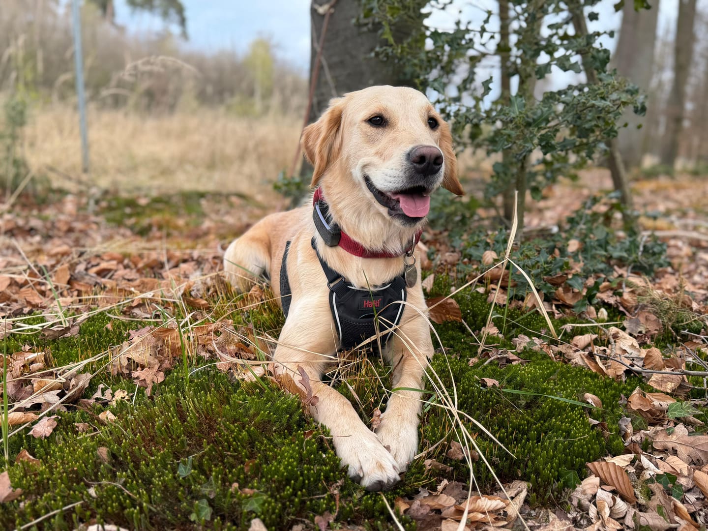 Customer photo review of Strotonin Dog Support
