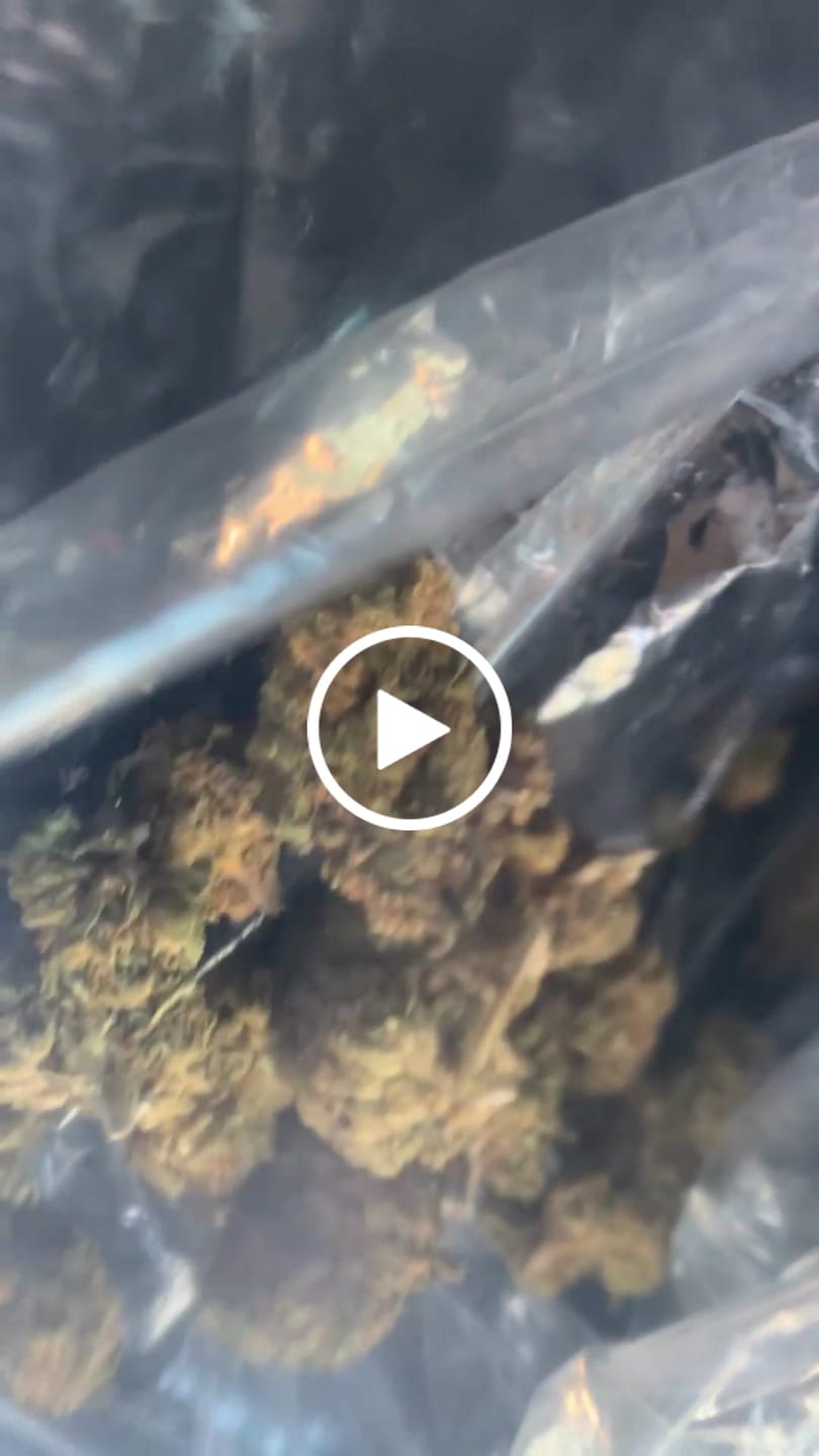 Customer video review of Winter Breath - Bulk - Hybrid
