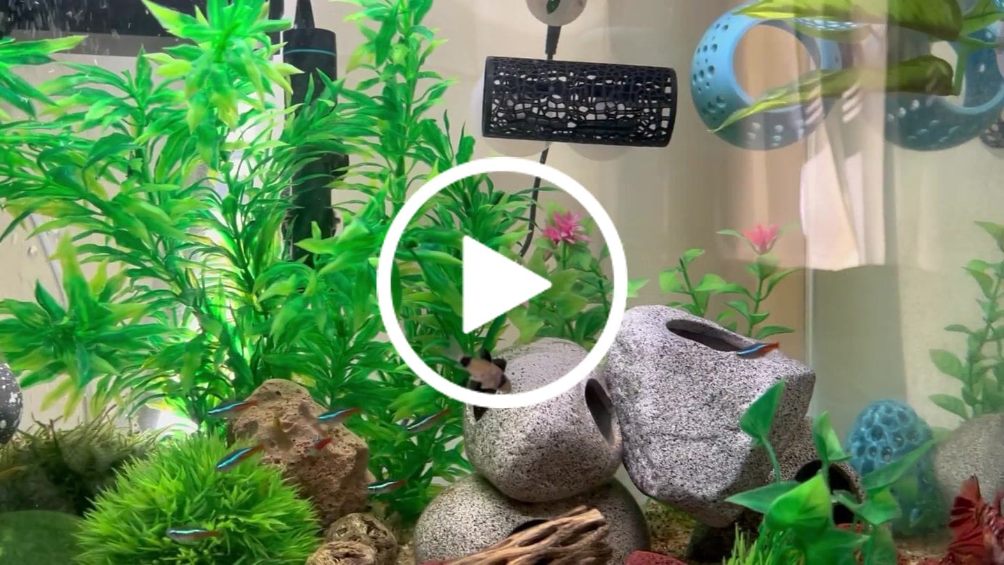 Customer video review of Panda Cory Catfish