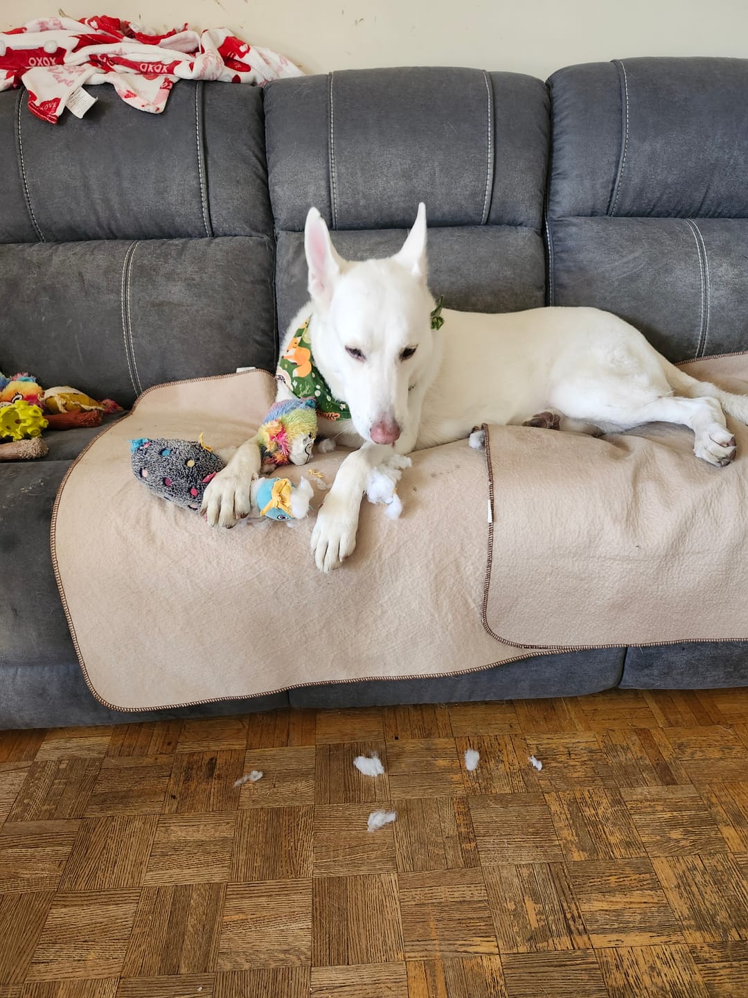 Customer photo review of Large Bully Stick Ring