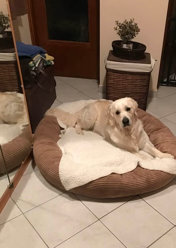 Customer photo review of CozyNest Prémium Puha Fánk Alakú Kutya és Macska Fekhely