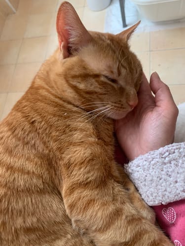 Customer photo review of Diffusore Calmante per Gatti