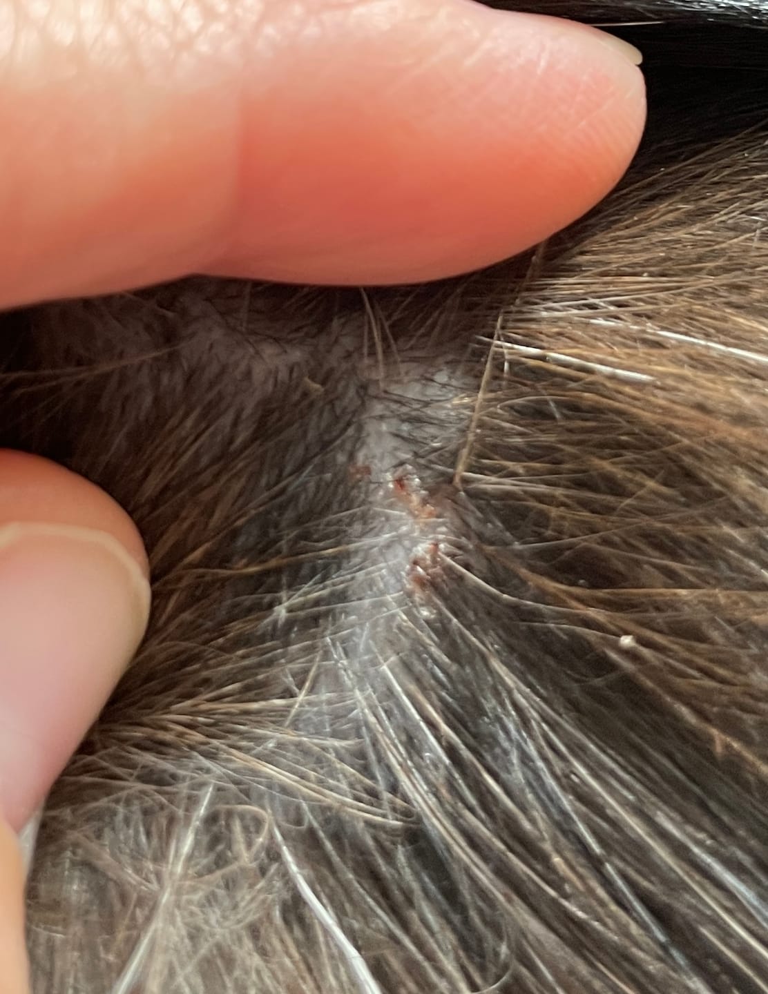 Customer photo review of Cat Gel