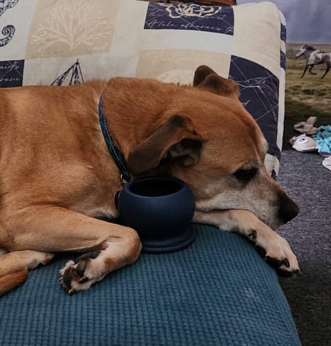 Customer photo review of Freezball - Durable Fillable Dog Chew Bone