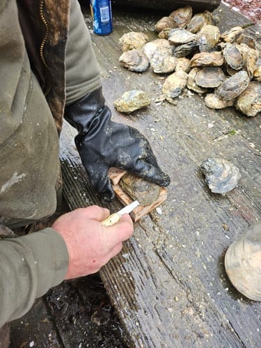 Customer photo review of The OysterClamp 2.0