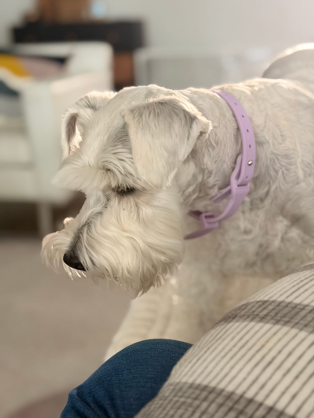 Customer photo review of Boneflex+ Collars Silver