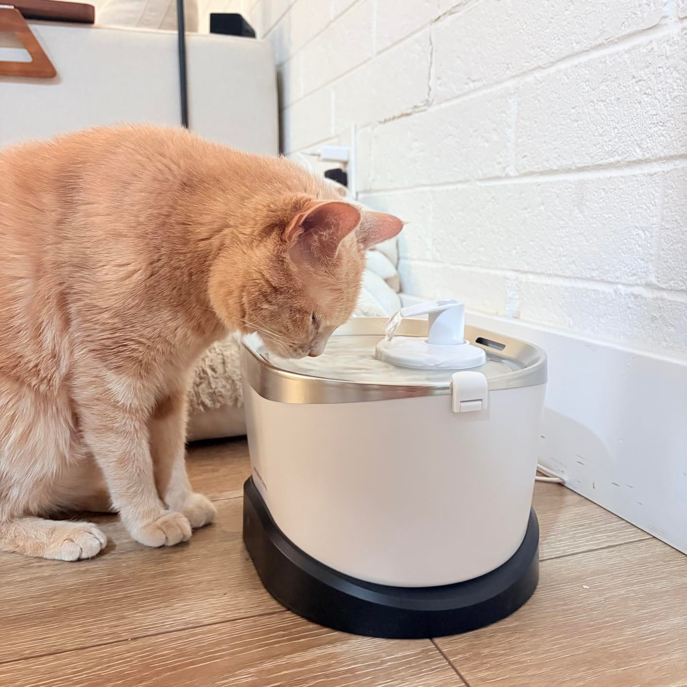 Customer photo review of EverMount Battery-Operated Pet Water Fountain