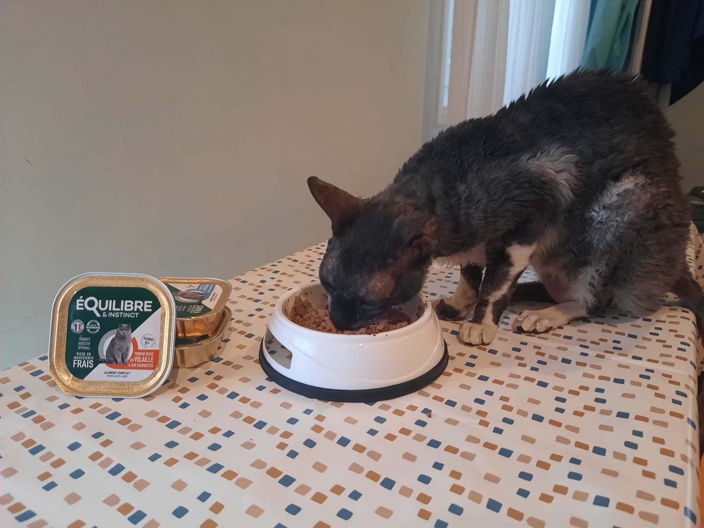 Customer photo review of Pâtées riches en poisson & aux courgettes (Chat âgé)