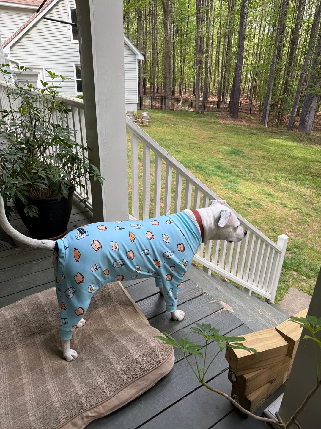 Customer photo review of Dog Pajama Prints