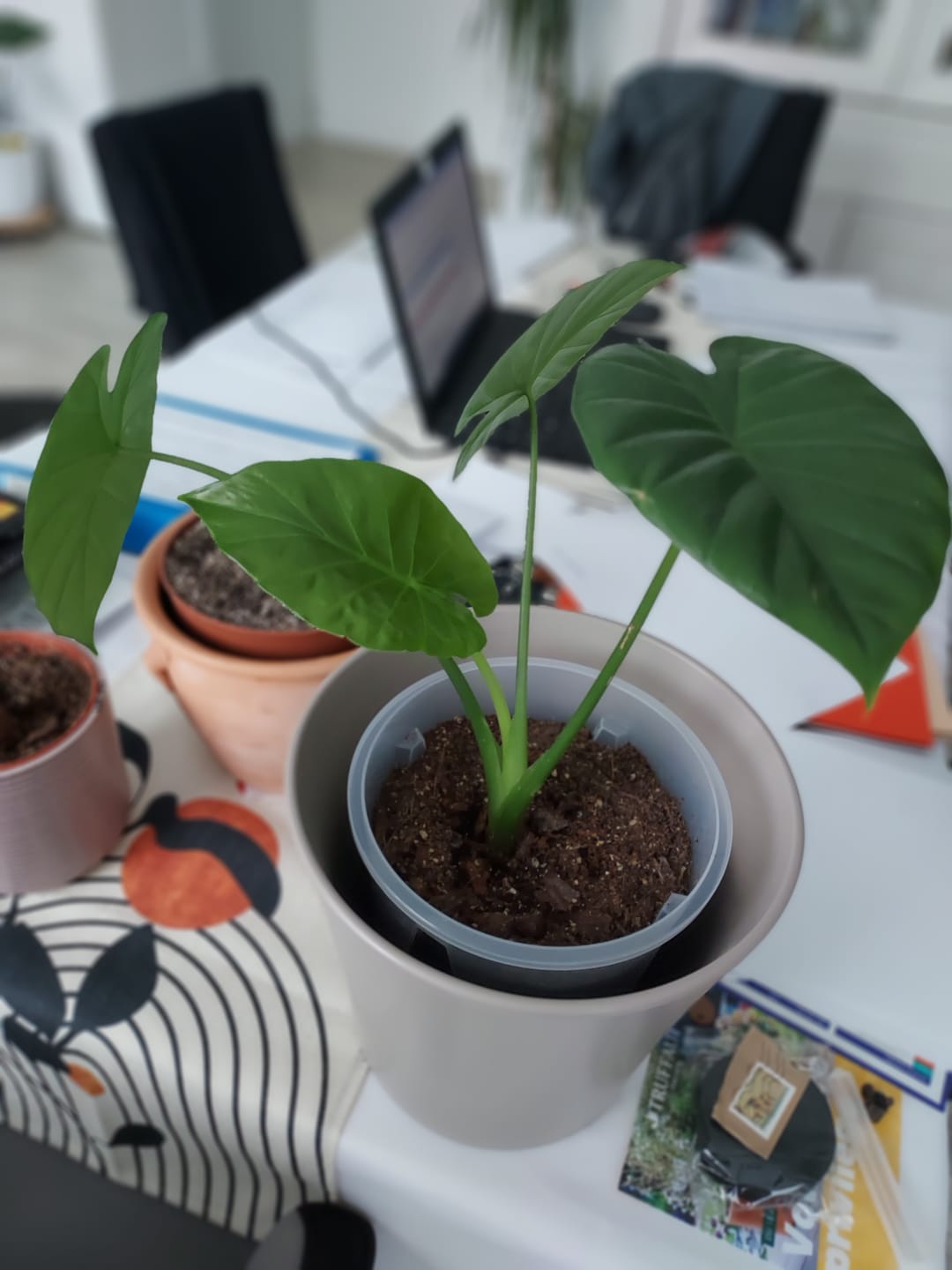 Customer photo review of Alocasia Mix