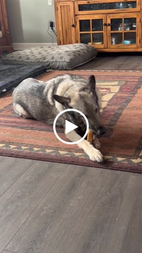 Customer video review of Regular/Unflavored Himalayan Yak Chews | 6-Sizes (for Small to Big Dogs)