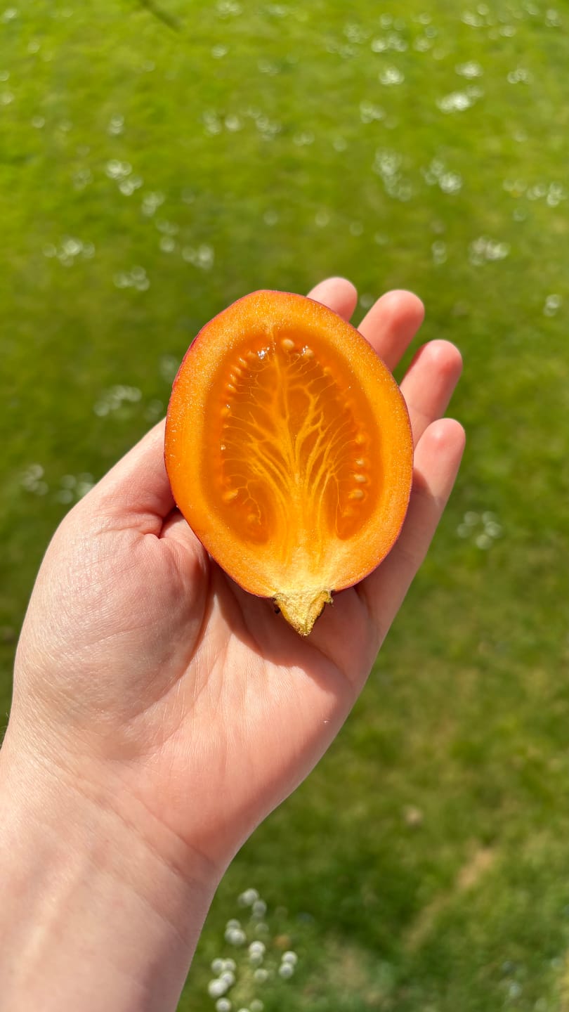 Customer photo review of Tamarillo (Tomate de Arbol)