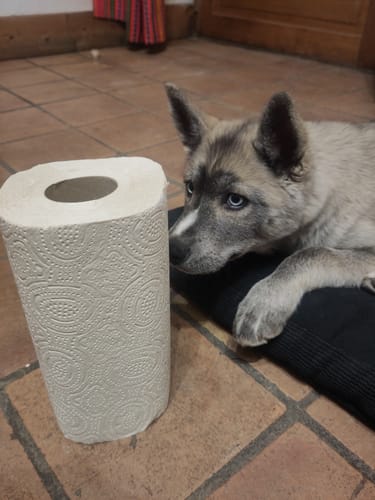 Photo d'un client : un rouleau d'essuie-tout posé au sol à côté d'un chiot.