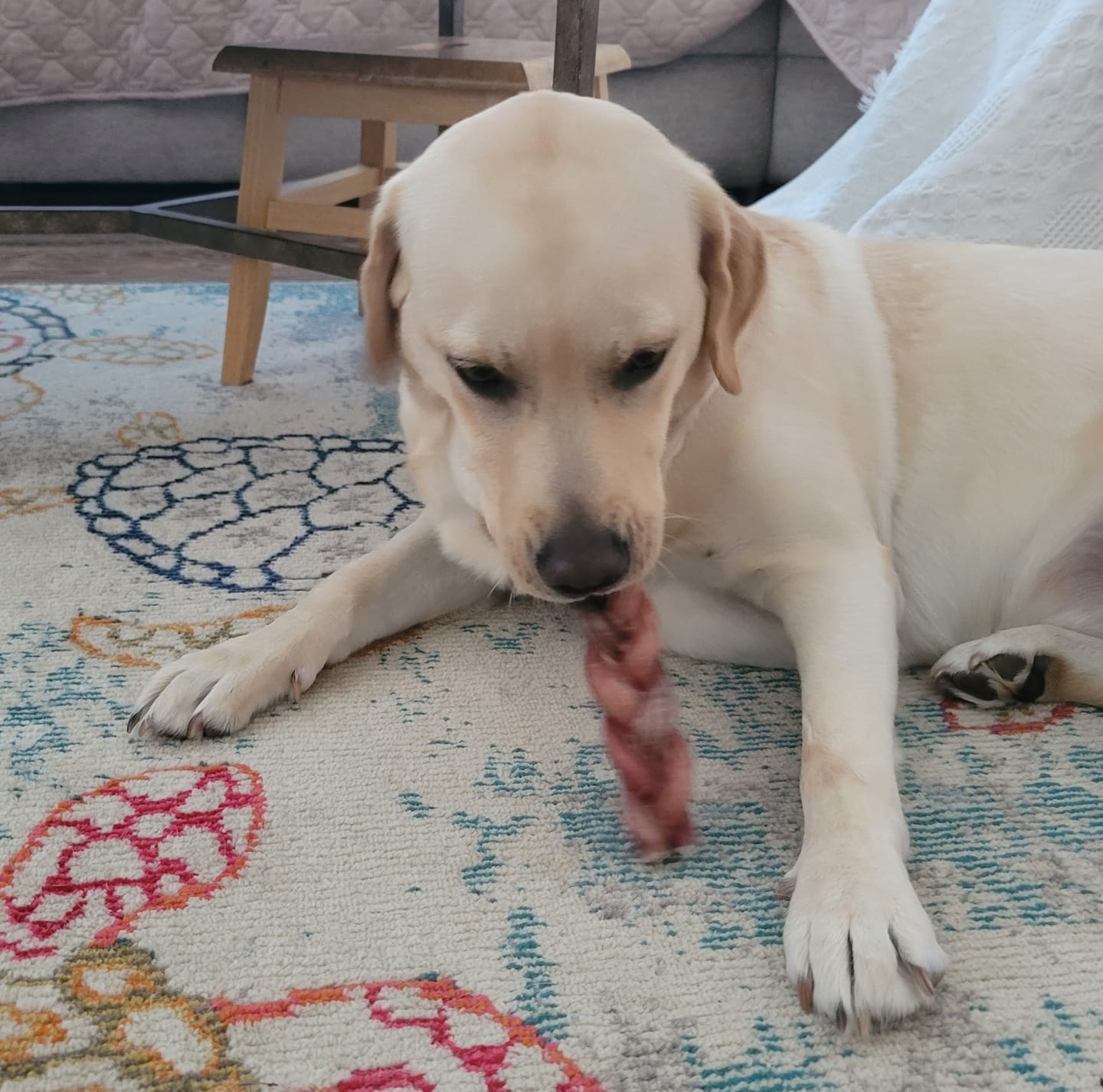 Customer photo review of 12 Inch Jumbo Braided Bully Stick