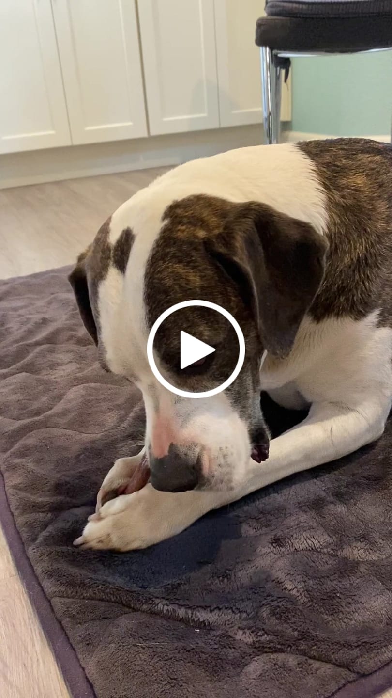 Customer video review of Hickory Smoked Bully Sticks