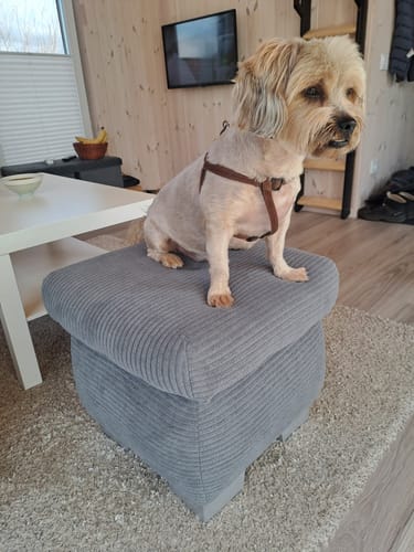 Kliento šuniukas sėdi ant pilko velvetinio pufo LOKO svetainėje.