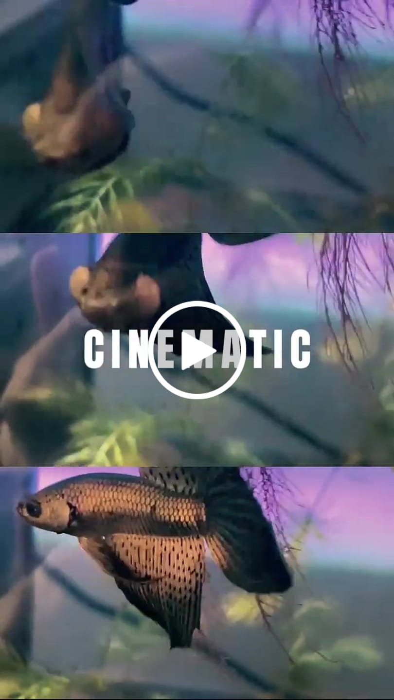 Customer video review of Copper Spade Tail Wild Betta Splendens Male