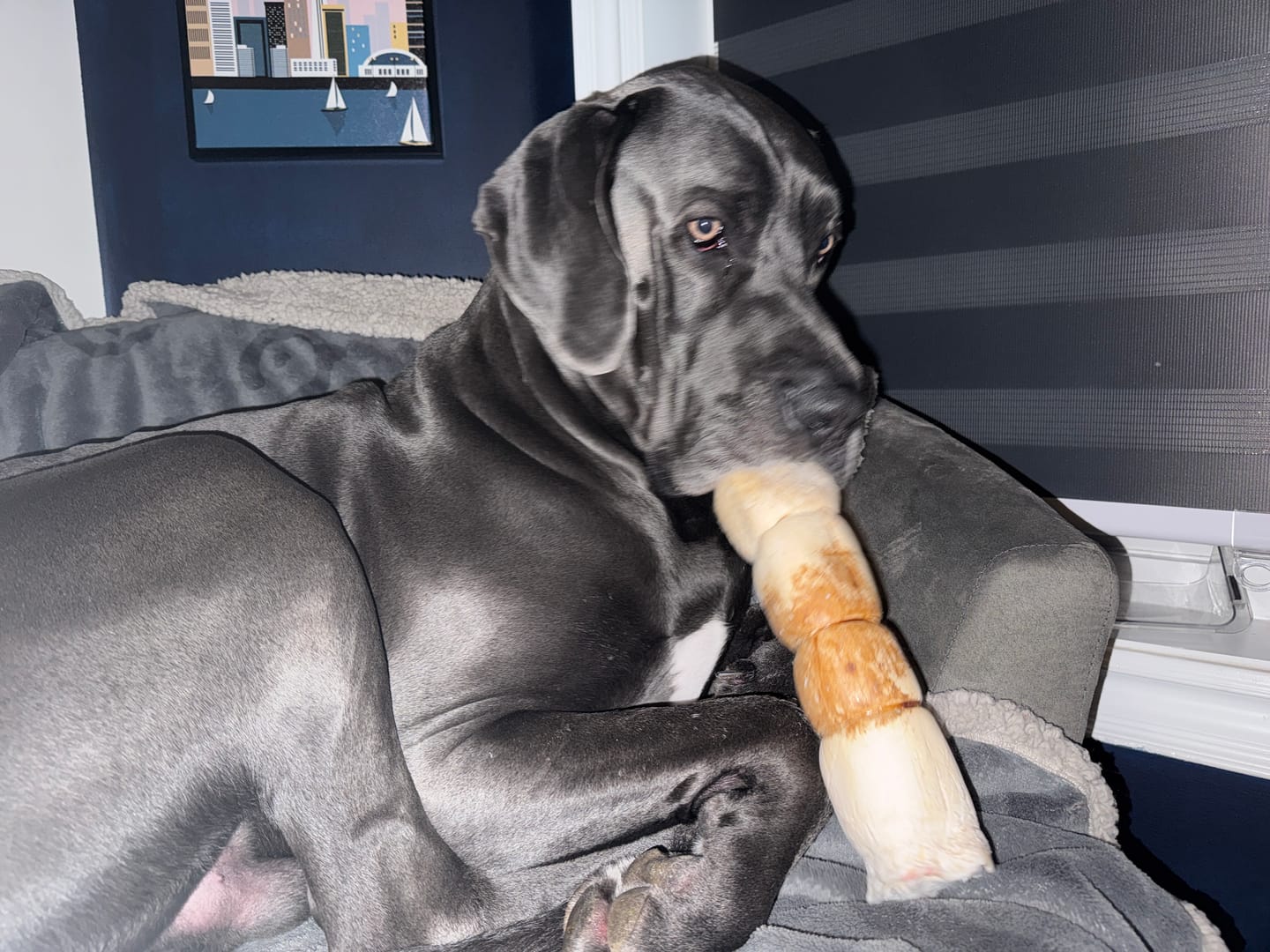 Customer photo review of Himalayan Yak Chew (SMALL)