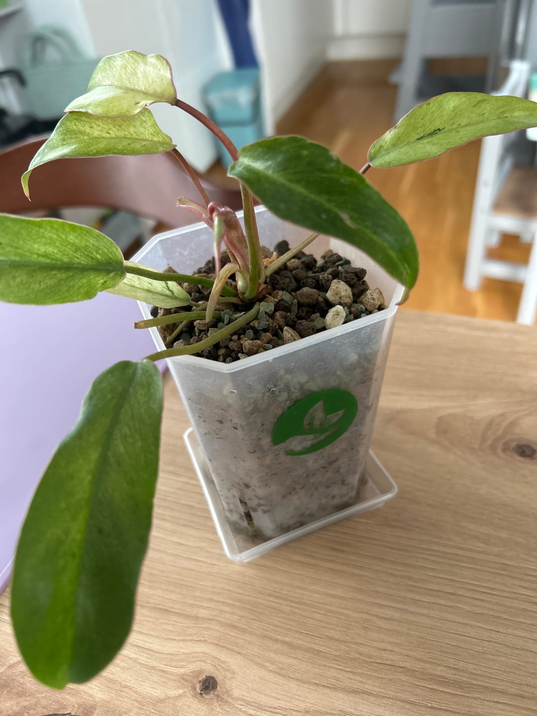 Customer photo review of Square Clear Plant Pots