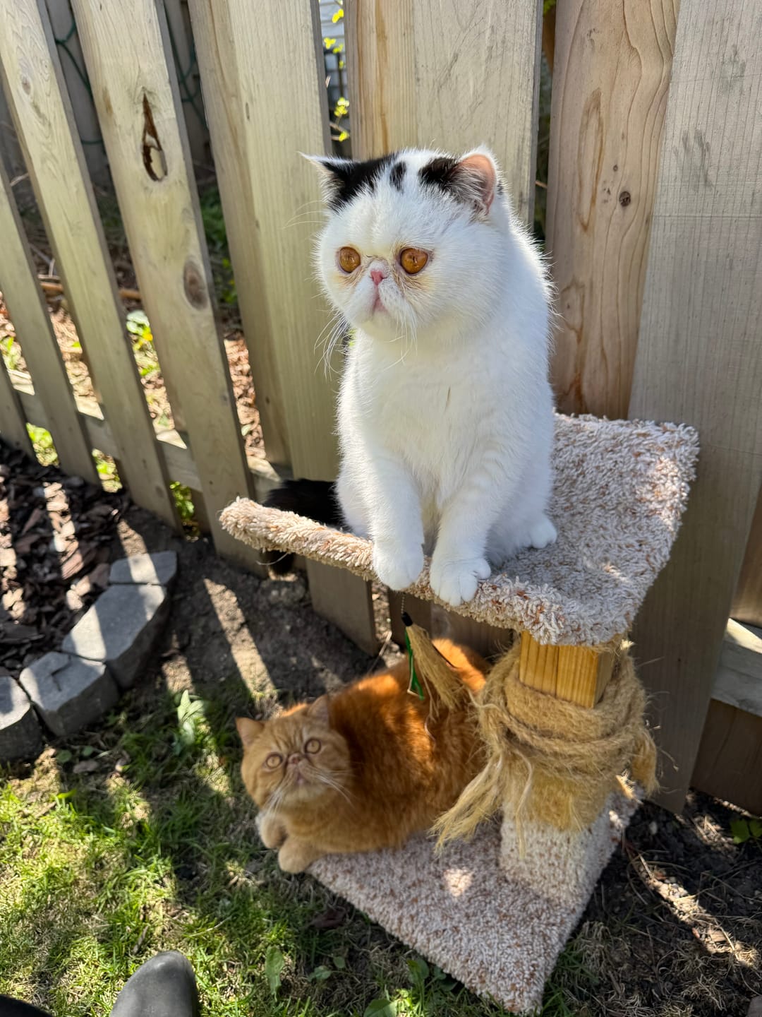 Customer photo review of Breathe Easy Cat Cold, Sneezing & Respiratory Support