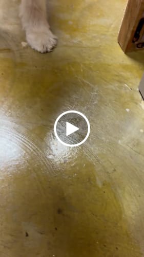 Customer video review of Gift Bundle: 2 Large Yak Chews and a 6" Hickory Smoked Bully Stick