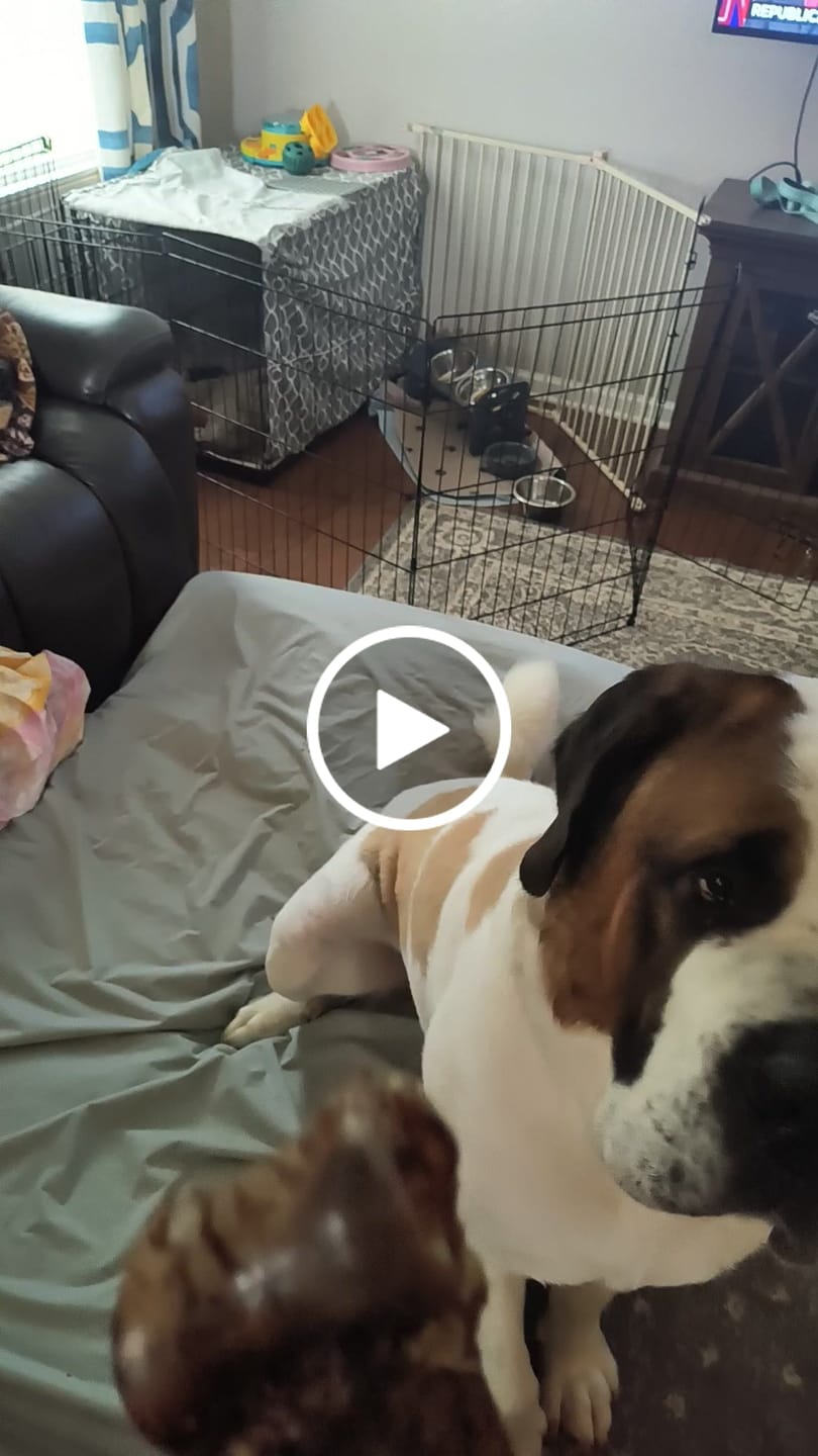 Customer video review of Medium Ostrich Cane (10" x 3"): The Long-Lasting, Flavor-Packed Chew for Medium & Large Dogs