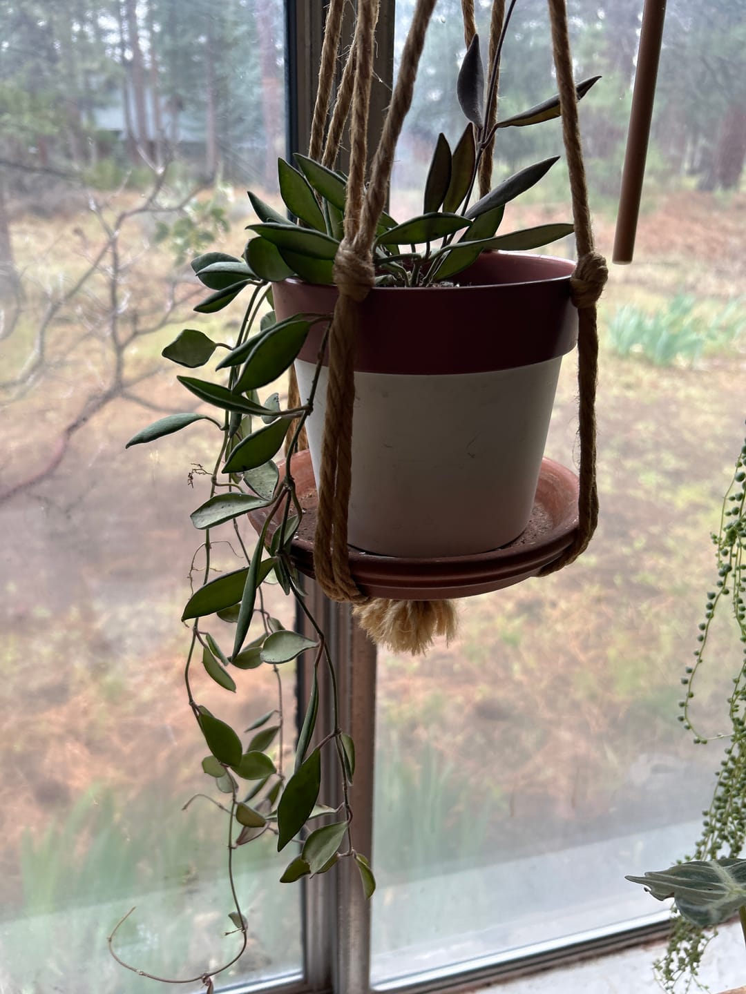 Customer photo review of Hoya sp. aff. burtoniae