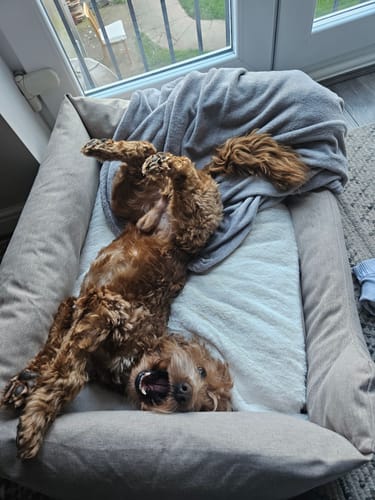 Customer photo review of The Slumber Tray Bed - Sandstone