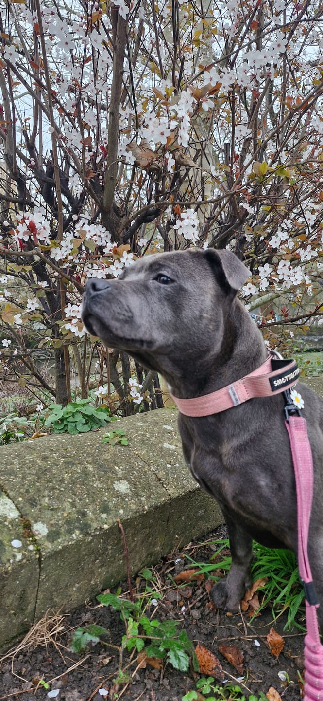 Customer photo review of 2.5cm Combat® Collar | With Handle & Rated Clip - Pink