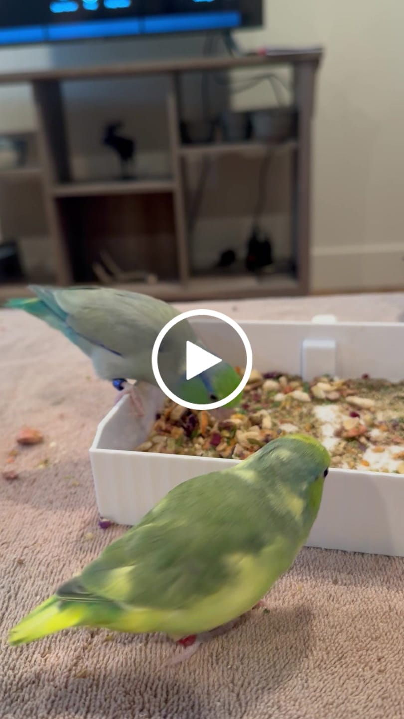 Customer video review of Whole Balance by Bird Bites - Cooked & Freeze Dried Grains & Legumes