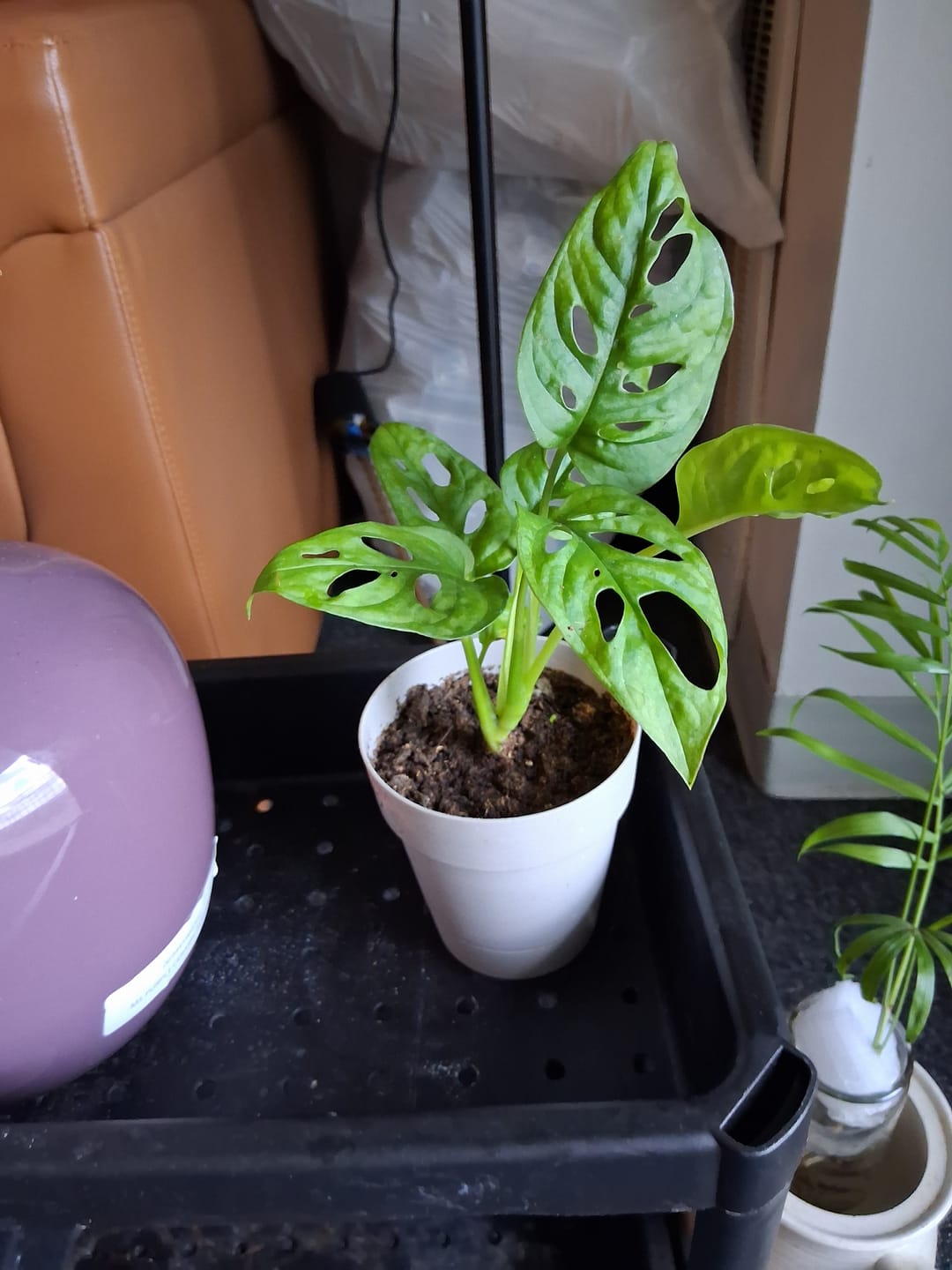 Customer photo review of Swiss Chees Plant - Monstera Adansonii - Swees Cheese Cuttings - Live indoor plant - monstera cuttings - air purification houseplant