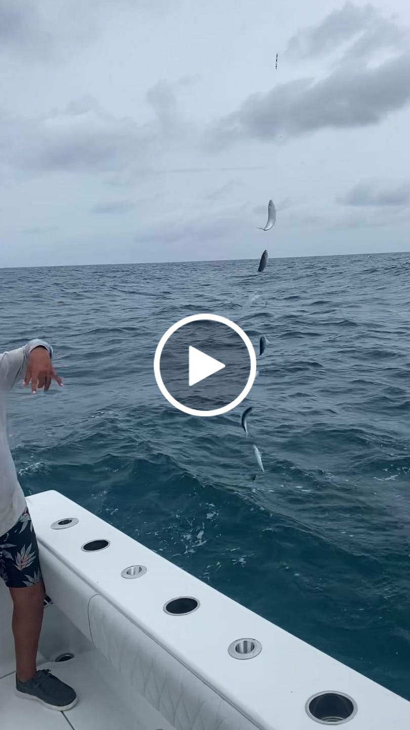 Customer video review of RFR Pro Series Fluorocarbon Bait Rigs - 8 Red hooks with fish skin & red heads