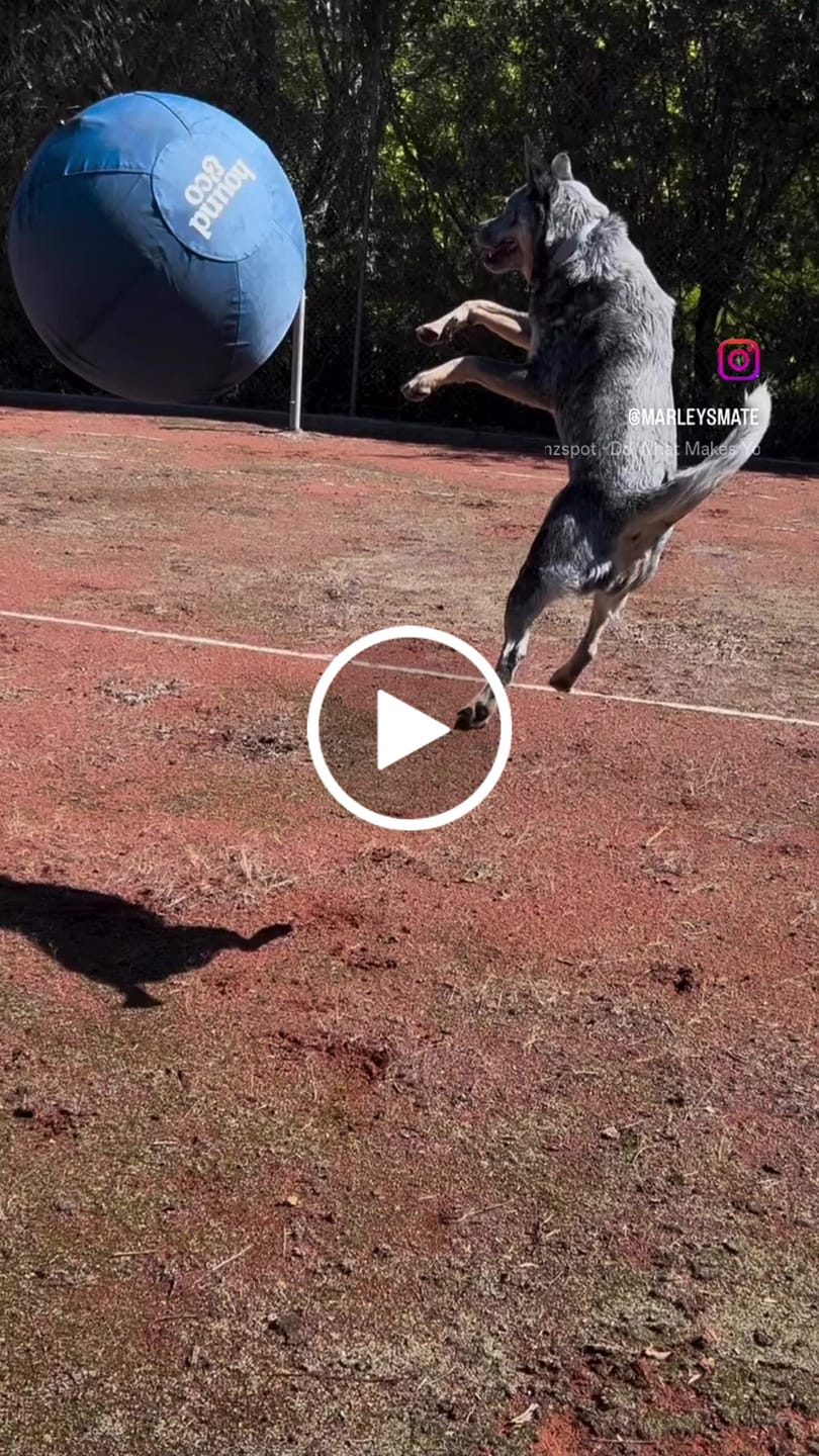 Customer video review of Herding Ball