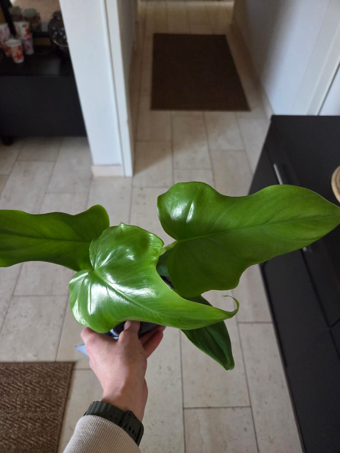 Customer photo review of SAD-PLANT-SET