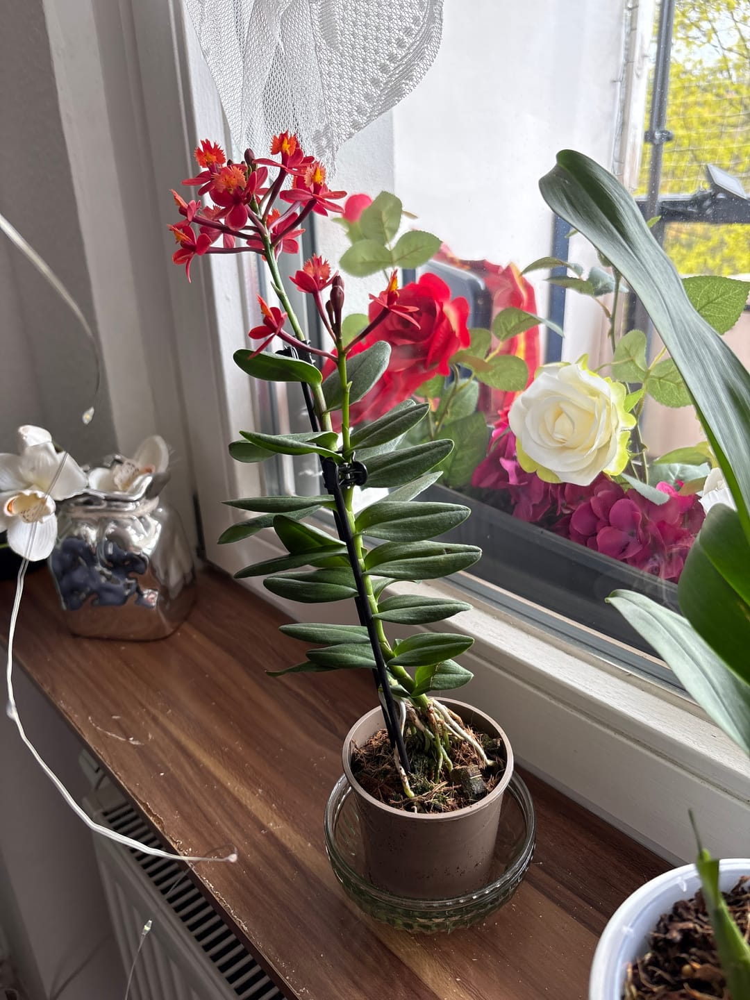 Customer photo review of Epidendrum Nordic Fire Dauerblüher mit orange-roten Blüten und 1 Rispe