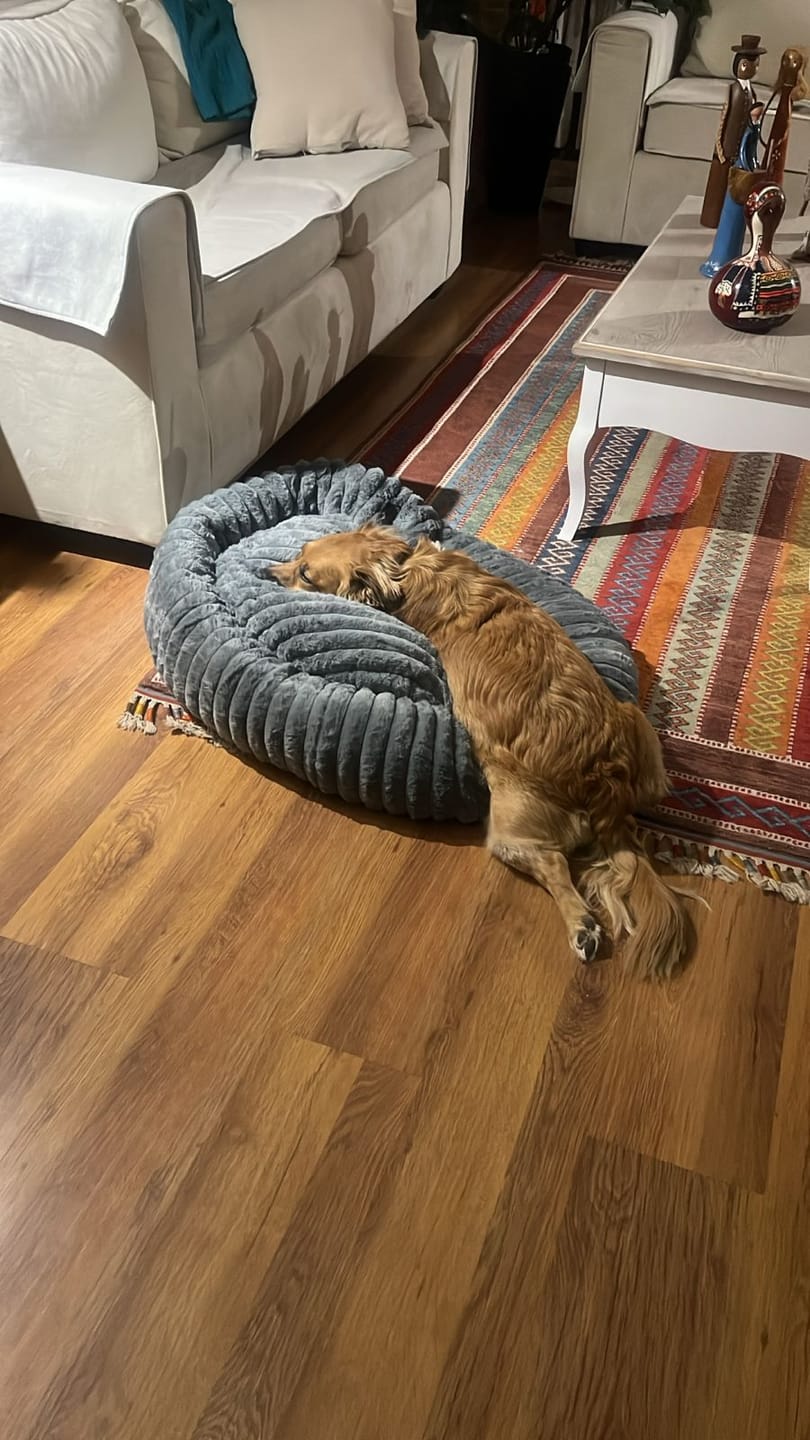 Customer photo review of Luxury Edition: Cama Anti-Estrés THE DOGS