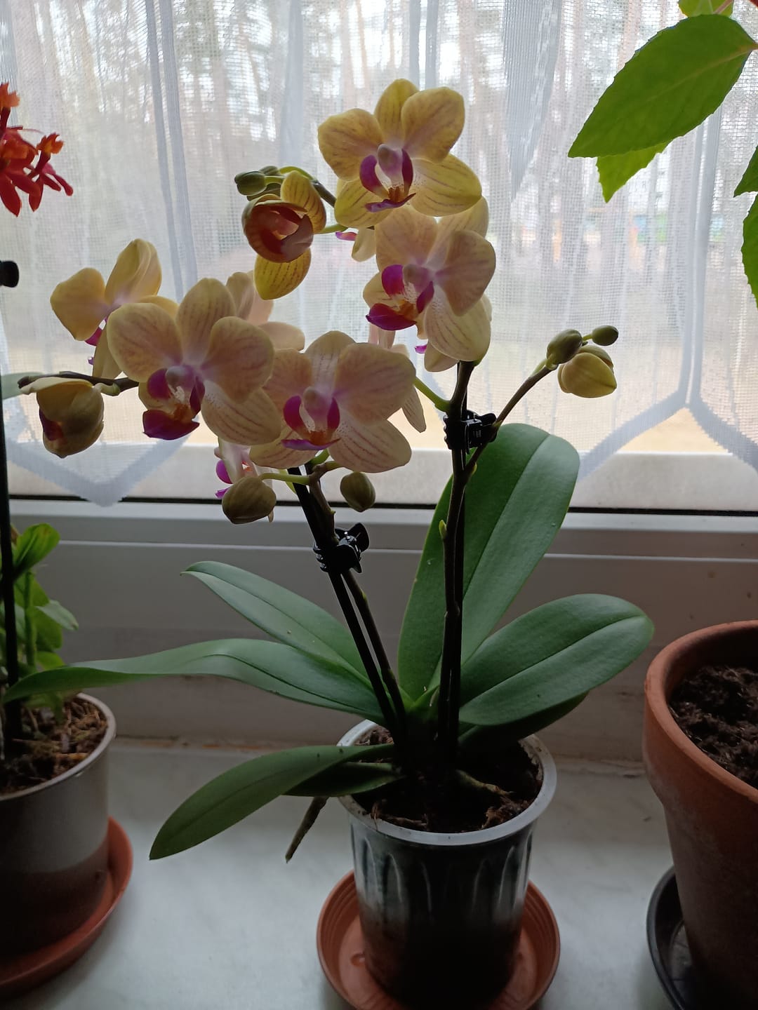 Customer photo review of Table Dance El Paso mit gelb-orange-gestreiften Blüten und 2 Rispen