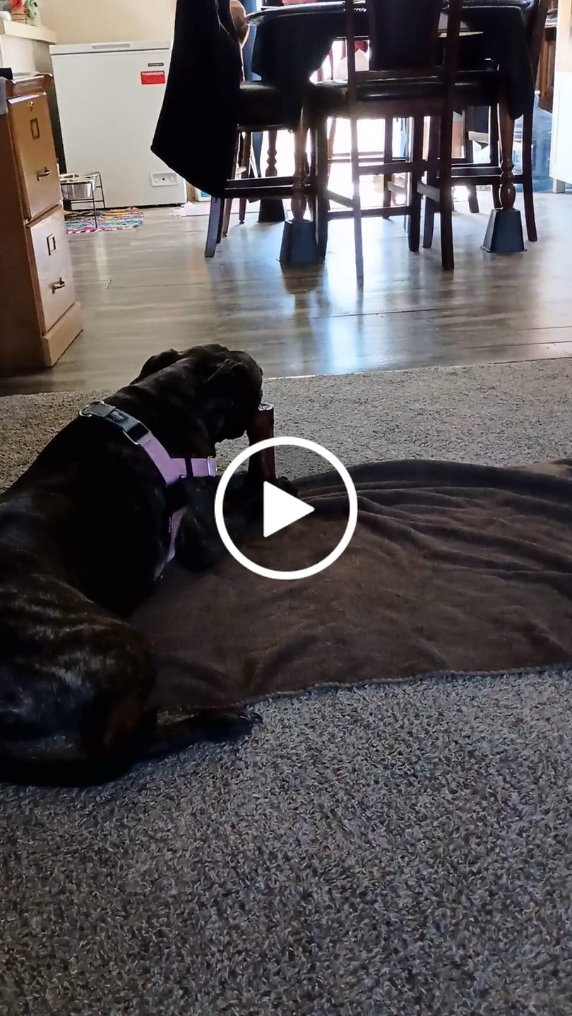 Customer video review of Erik's Mystery Chew or Treat