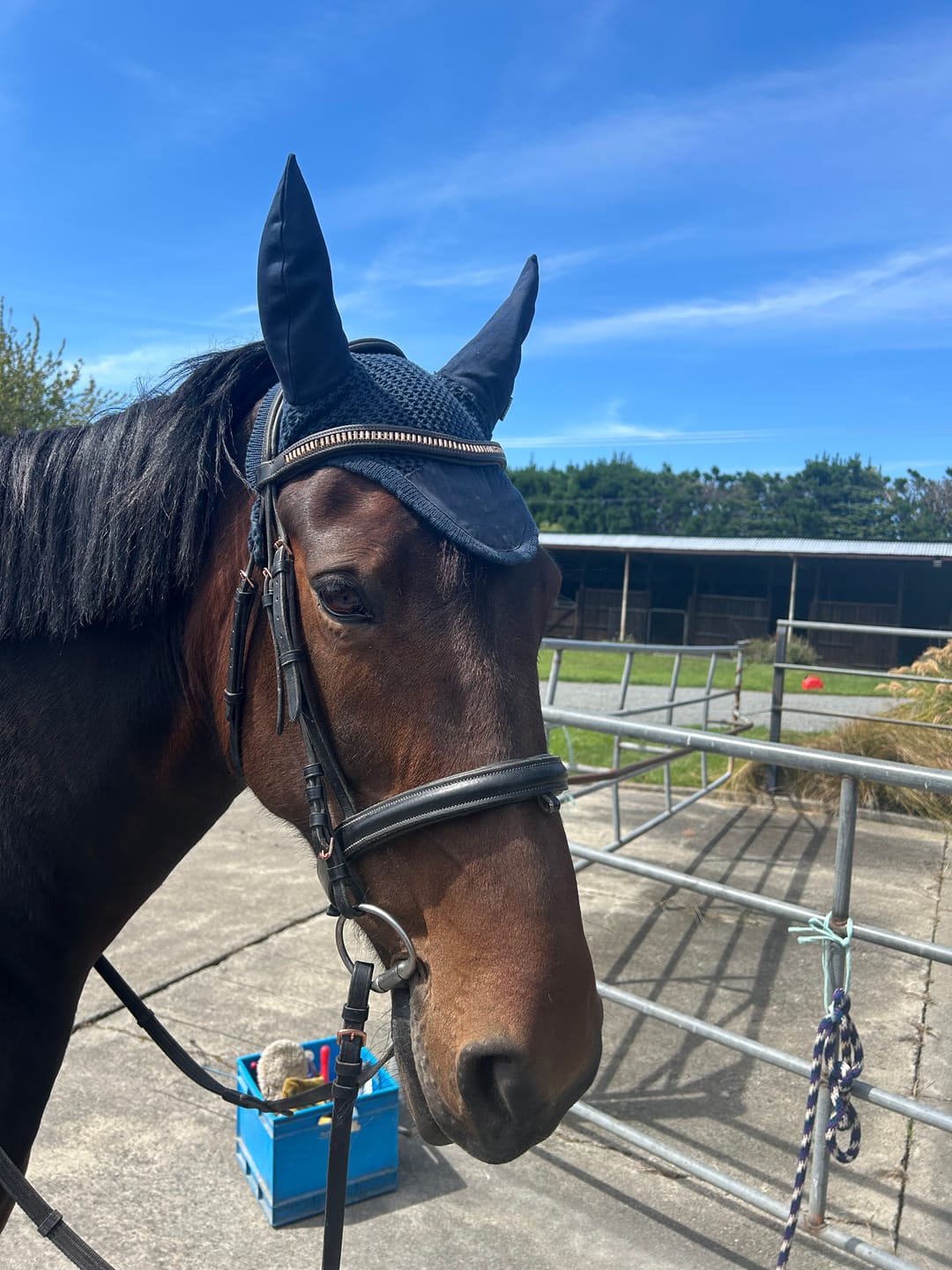 Customer photo review of PRE-ORDER: NZ Tack Duke 1200D Standard Neck