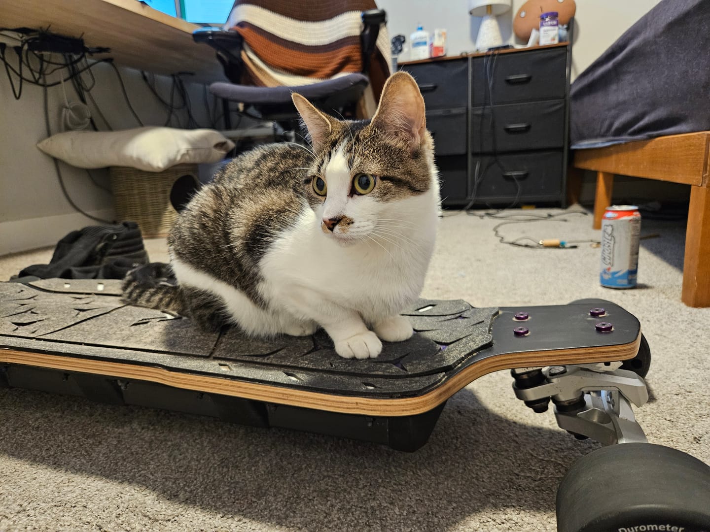Customer photo review of Acedeck® Nomad N1 Electric Skateboard-Best DKP All-terrain Electric Skateboard