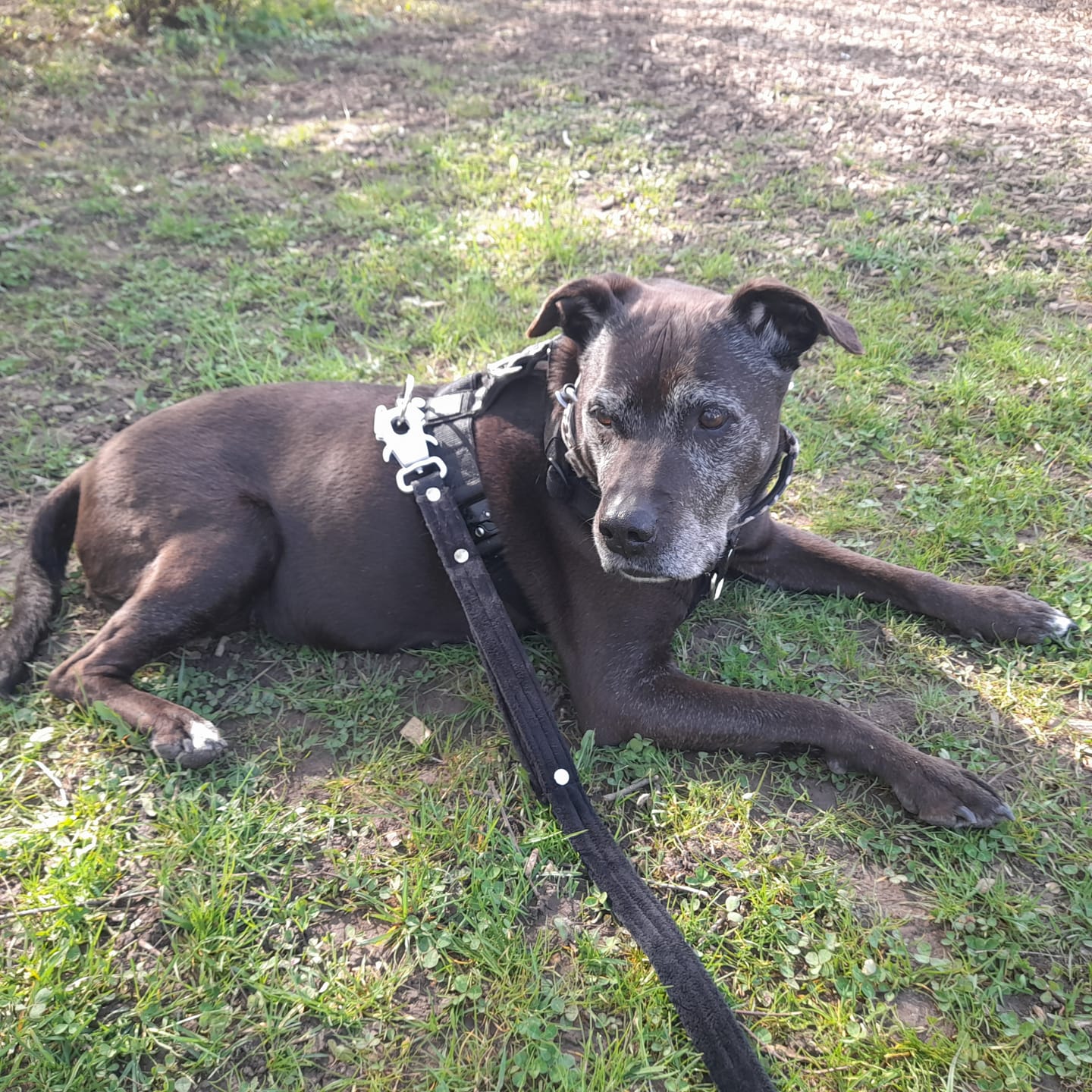 Customer photo review of Guard Leash Svart - Väktarkoppel med extra handtag