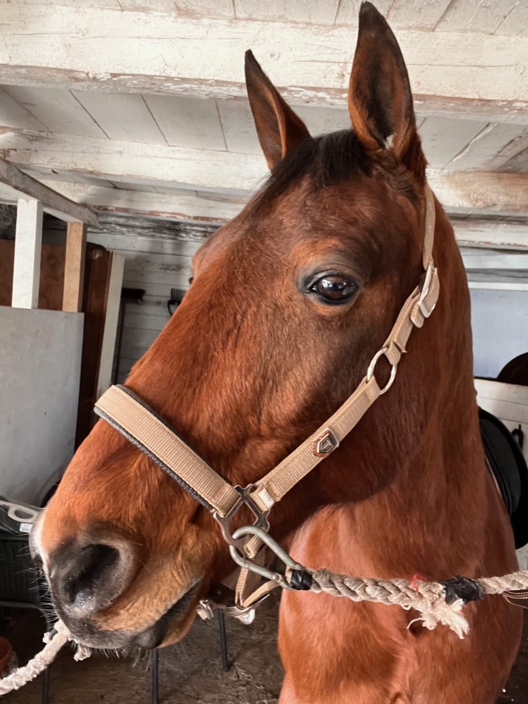 Customer photo review of EquiThera K2 - Rödljusterapi Damasker