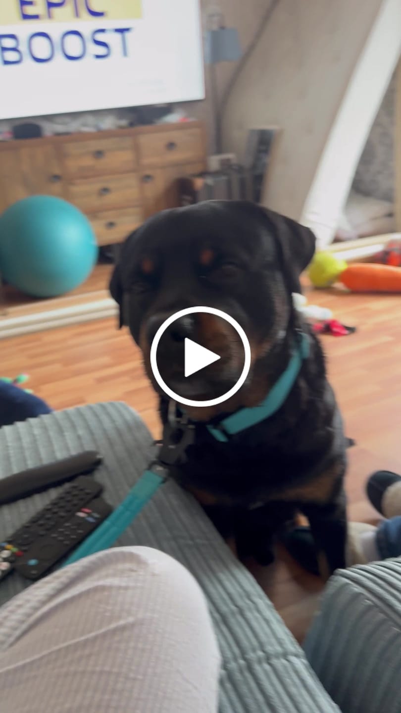Customer video review of 5cm Combat® Collar | NO Handle & Secure Clip - Light Blue