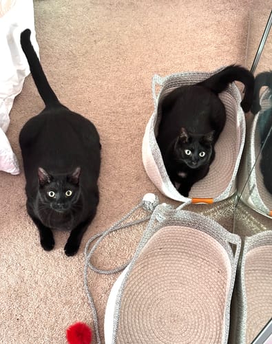 Customer photo review of Instinct Basket | Meet the first research-backed natural territory for indoor cats