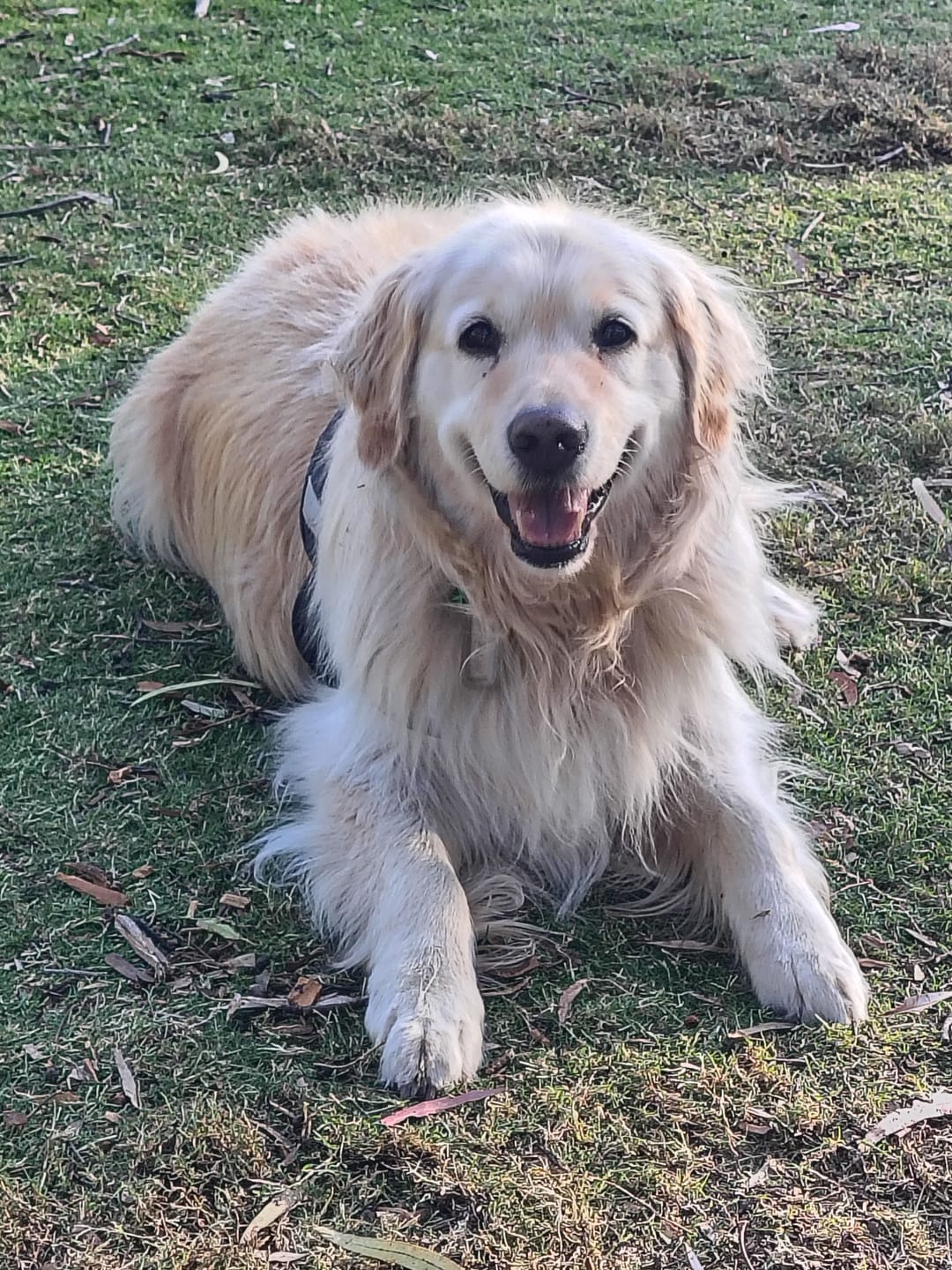 Customer photo review of Digestive K9 Powder